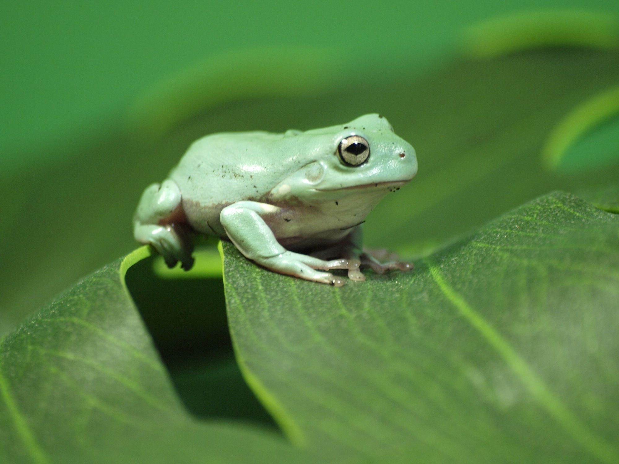 Whites Tree Frog- Large
