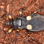 Platymeris biguttatus (White Spot Assassin Bug)