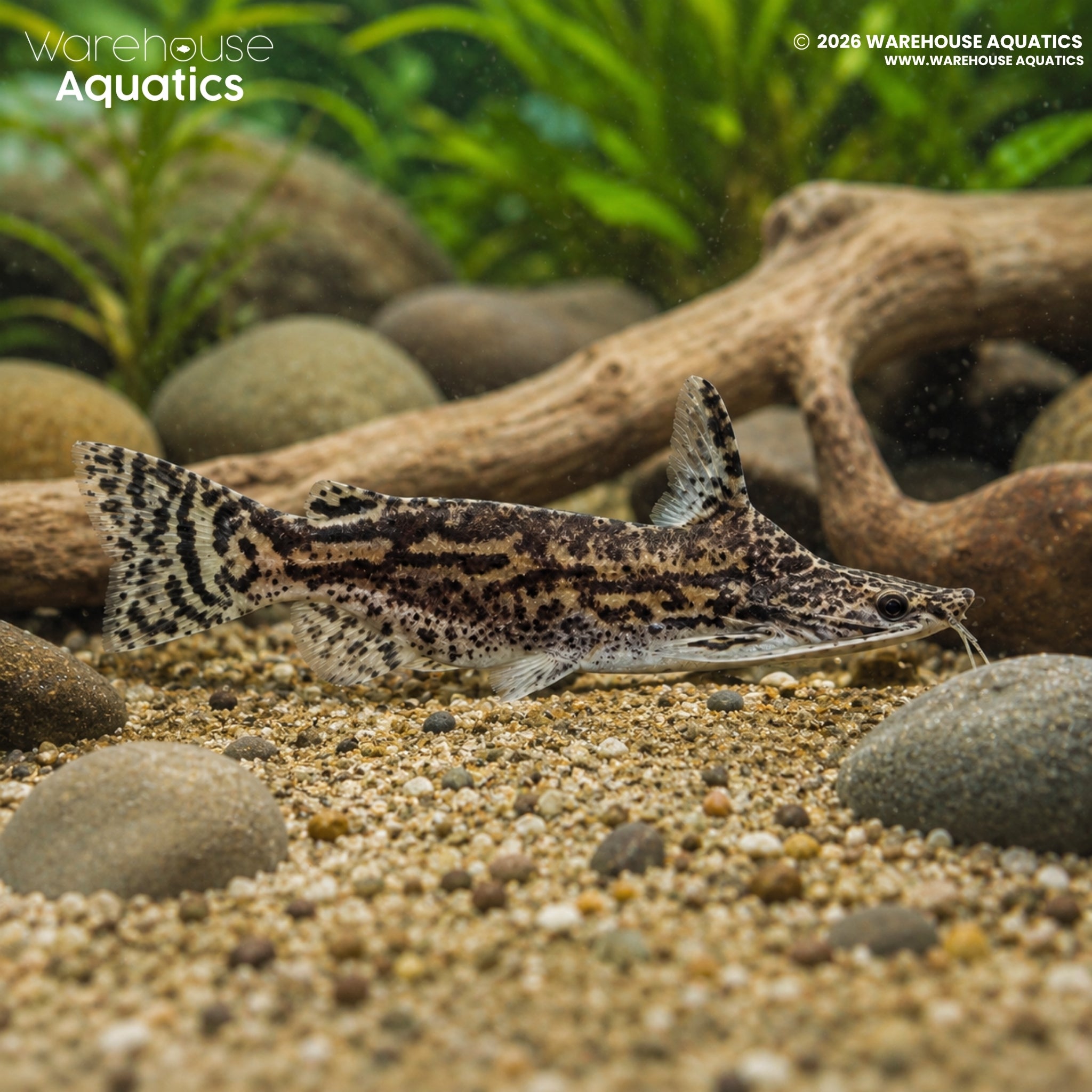 Wood Catfish – Trachelyopterus insignis