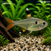 Xray Tetra - Pristella maxillaris
