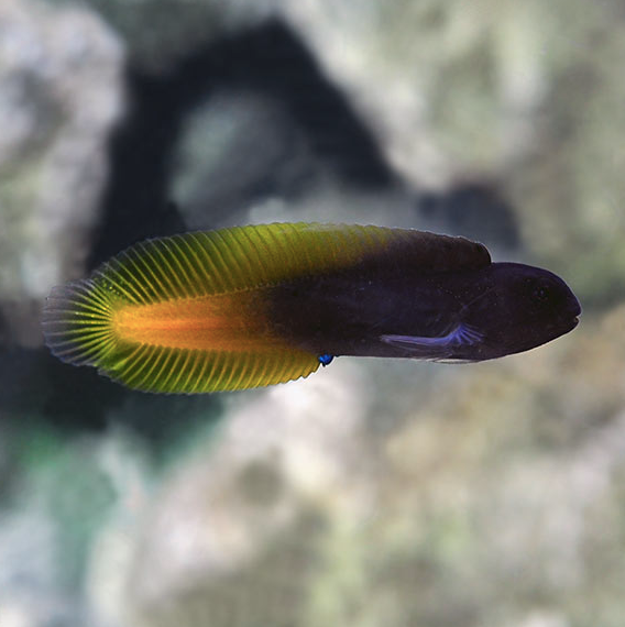 Yellow Tail Blenny - Aqua Group