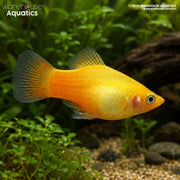 Yellow Platy - Xiphophorus maculatus