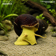 Yellow Poso Rabbit Snail - Tylomelania sarasinorum
