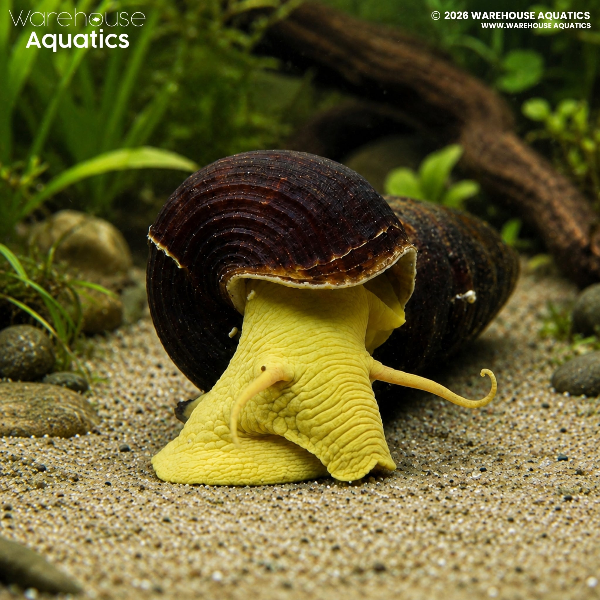 Yellow Poso Rabbit Snail - Tylomelania sarasinorum