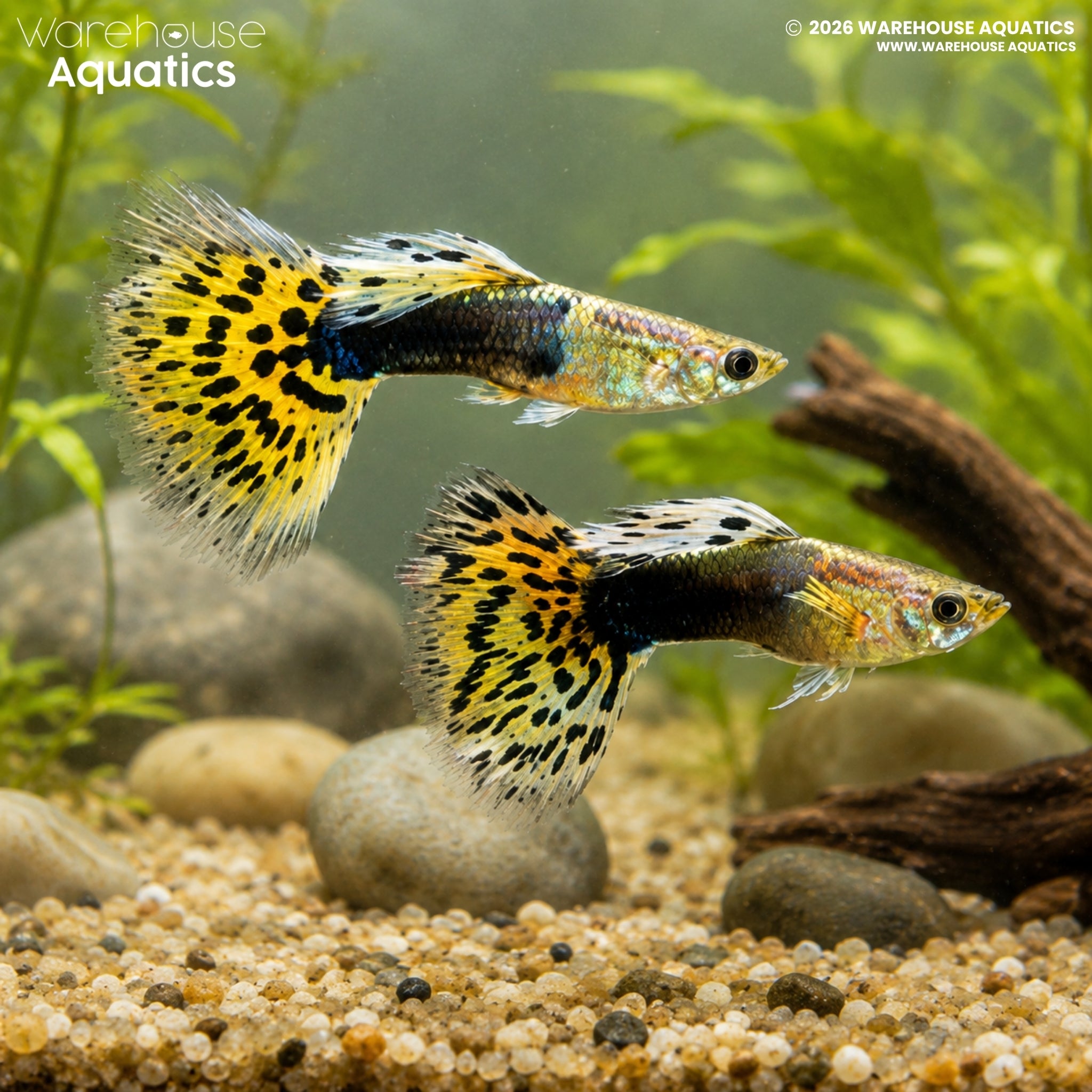 Yellow Dragon Tuxedo Guppy - Poecilia reticulata