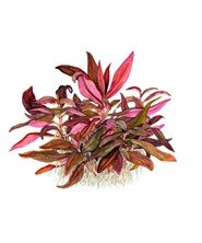 Tropica 1-2 Grow Alternanthera Reineckii Mini Live Plants