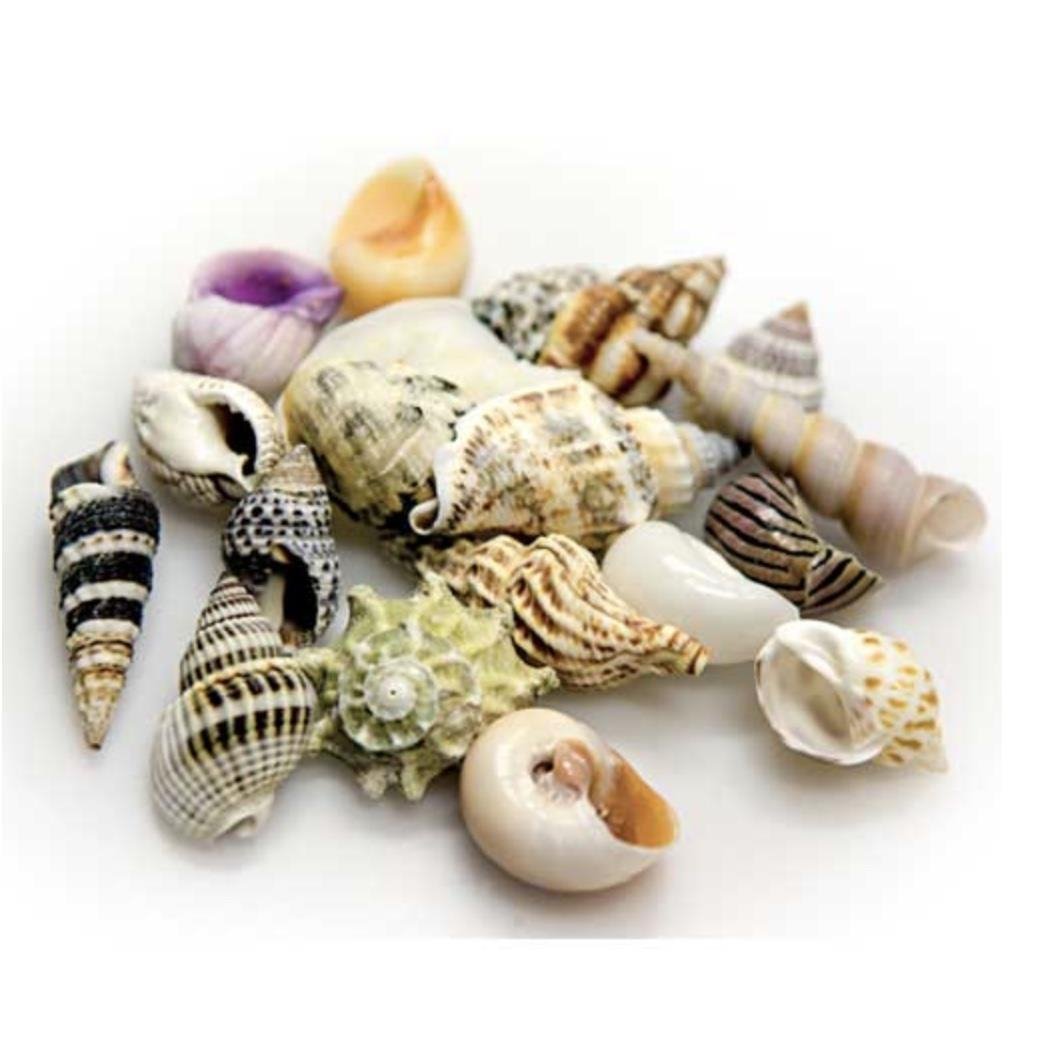 Hobby - Snail Shells Small Set 20