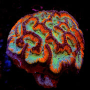 Red Hot Chilli Wilsoni