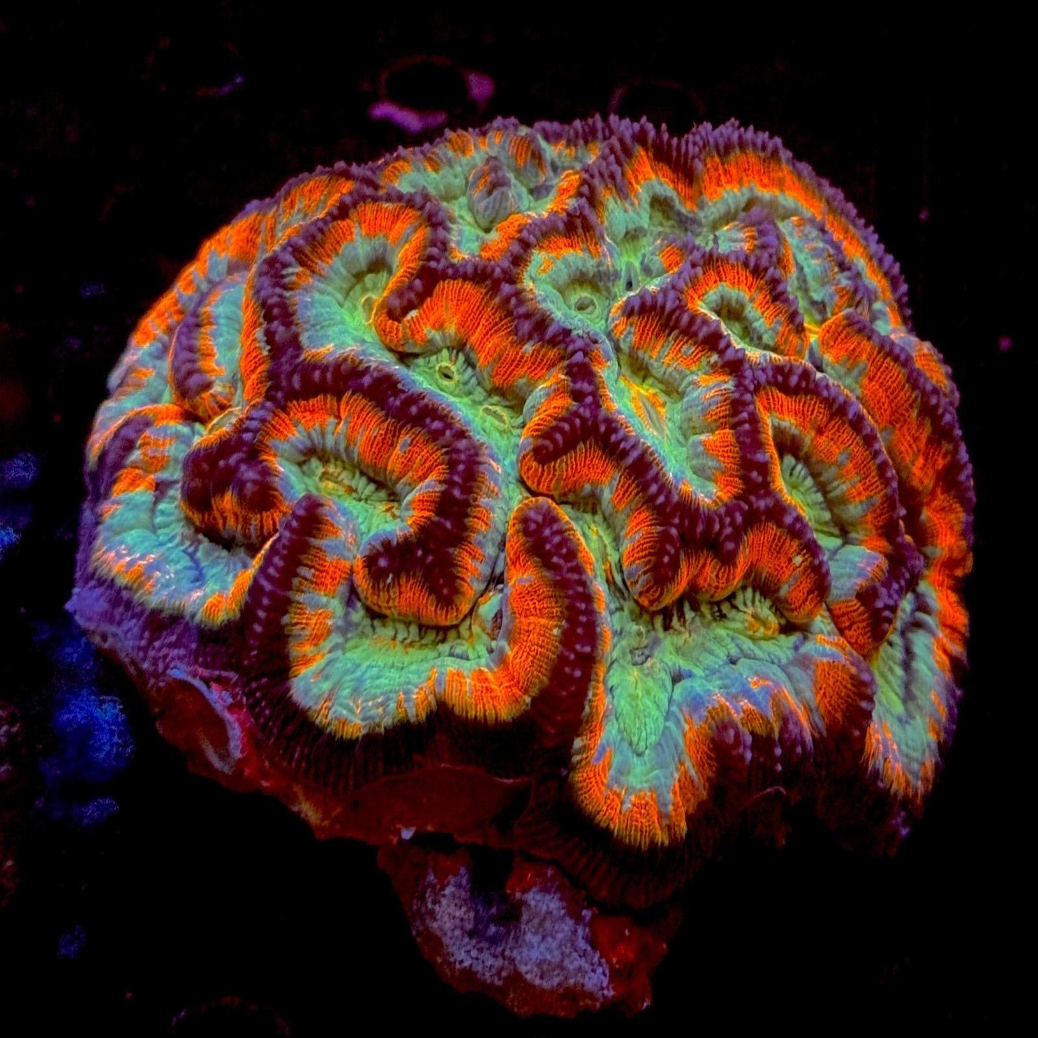 Red Hot Chilli Wilsoni