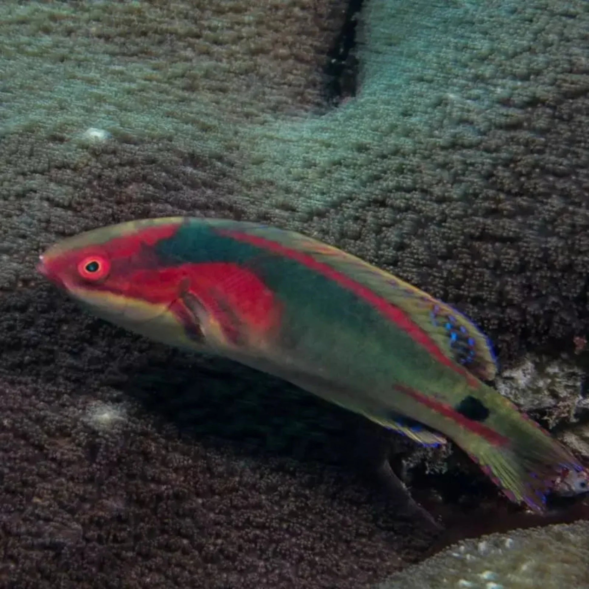 Exquisitus wrasse - Aqua Group