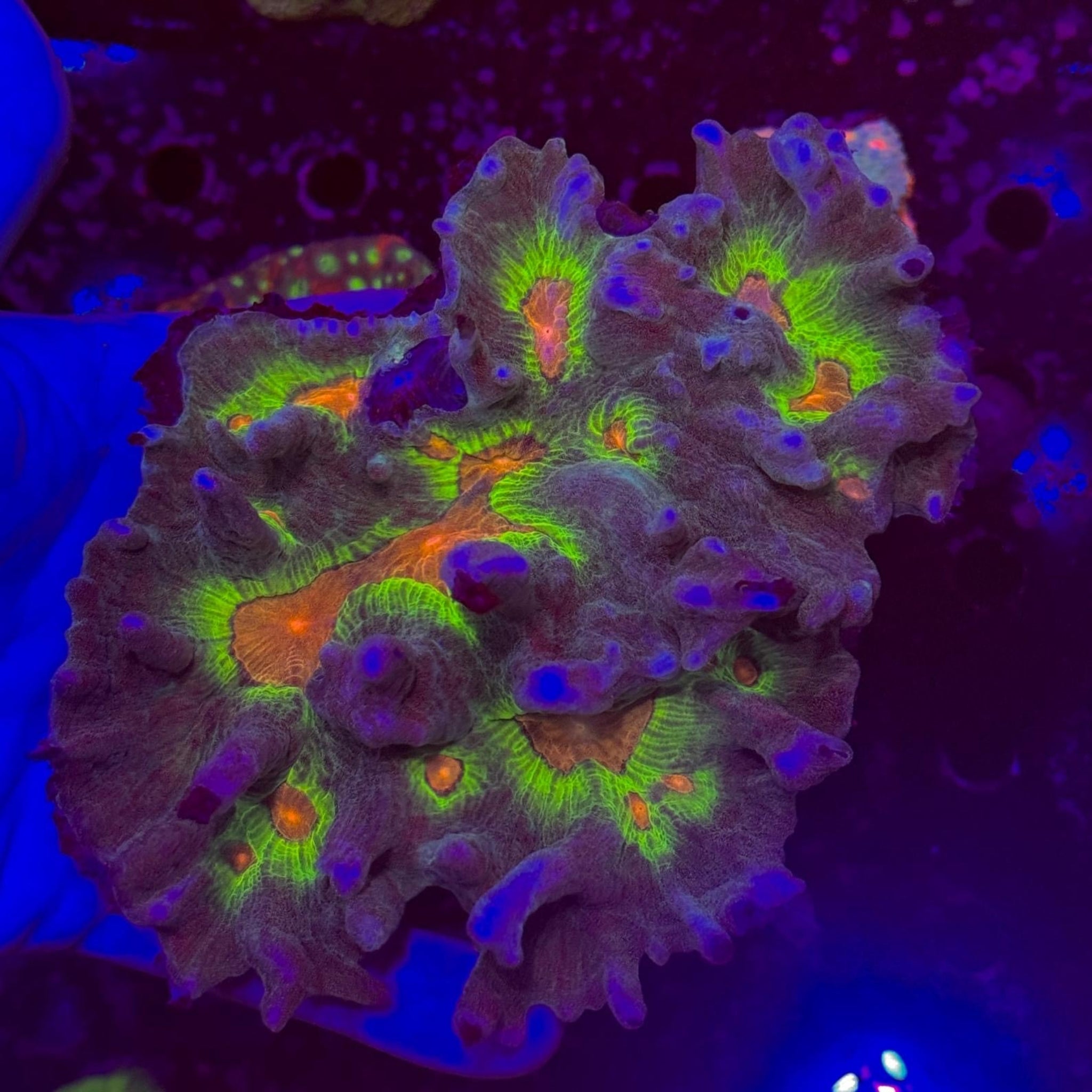 XL Rainbow Pectinia