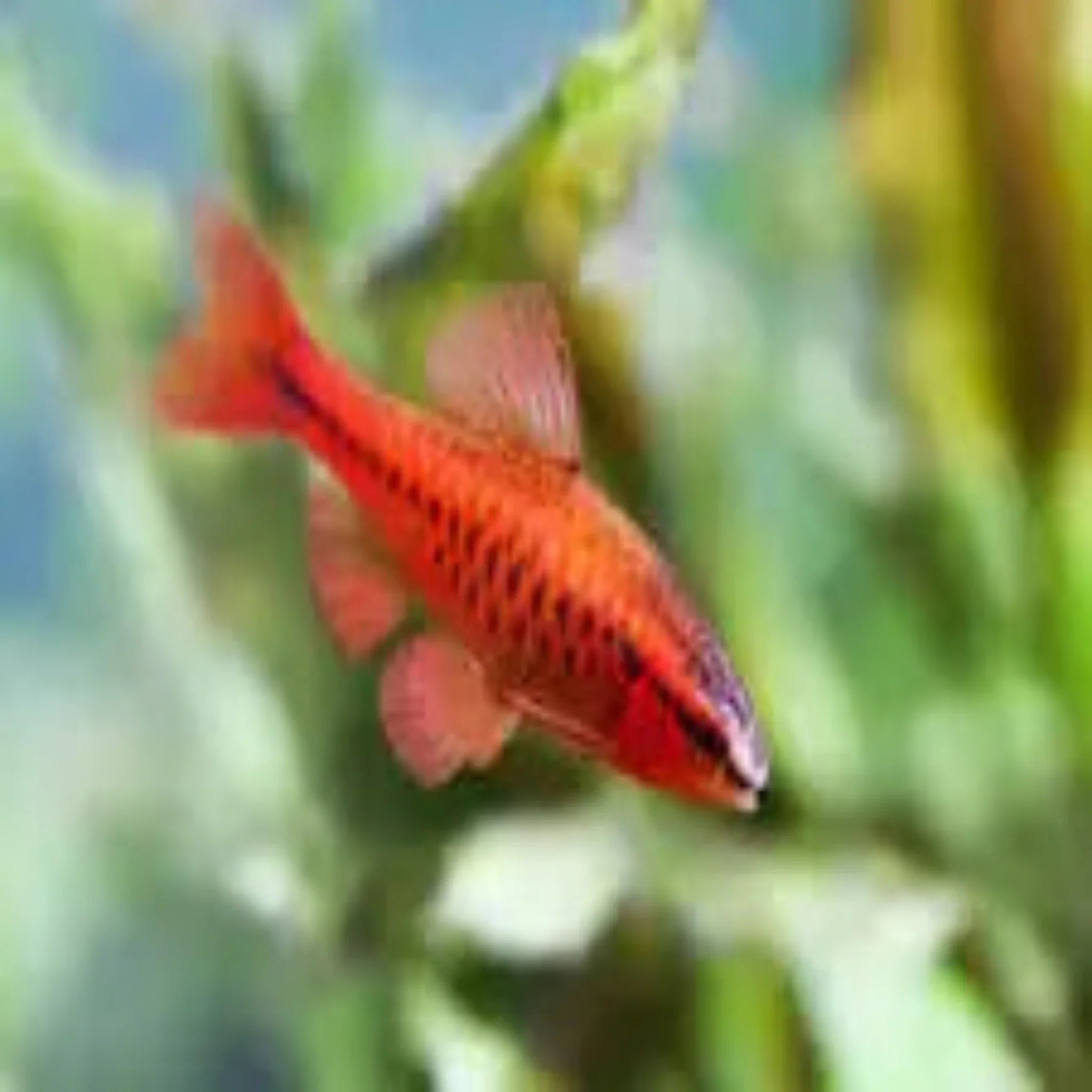 Cherry Barb - S