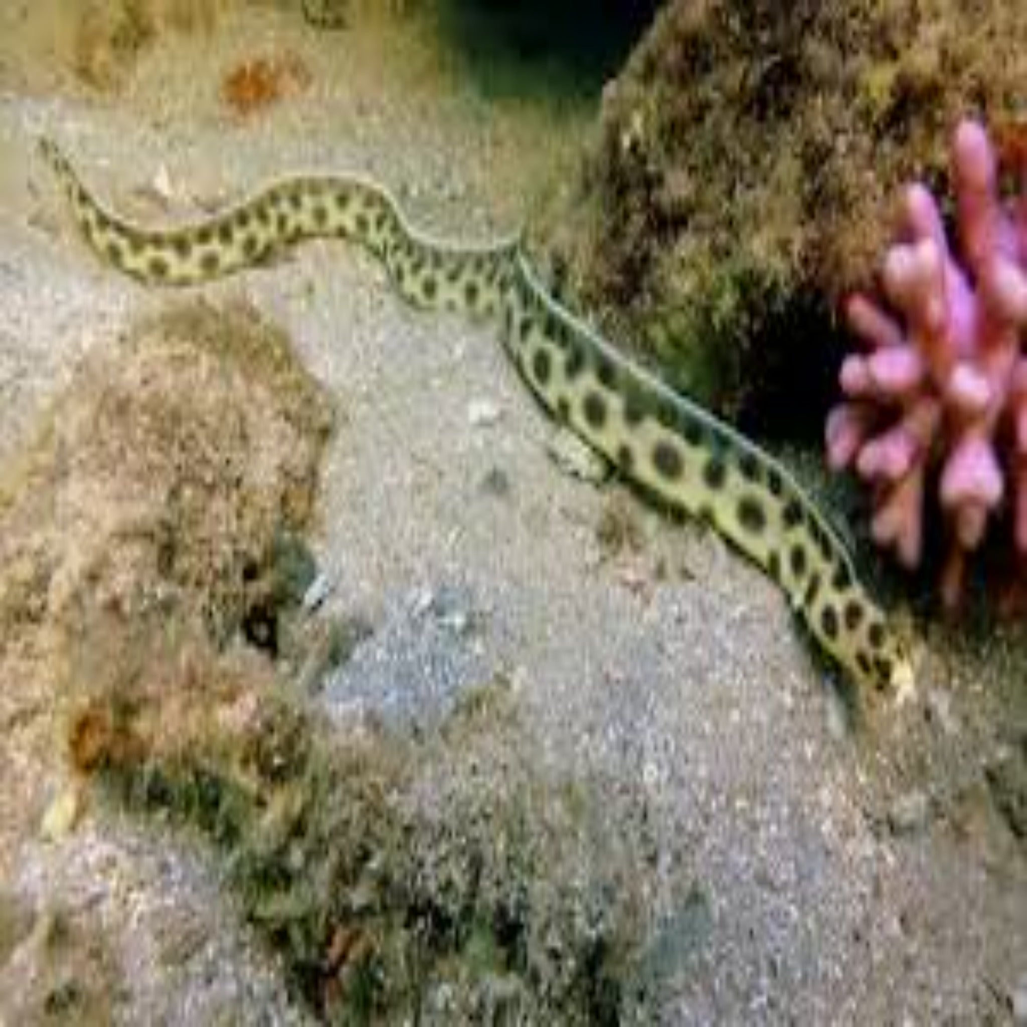 Leopard Sand Eel - Aqua Group