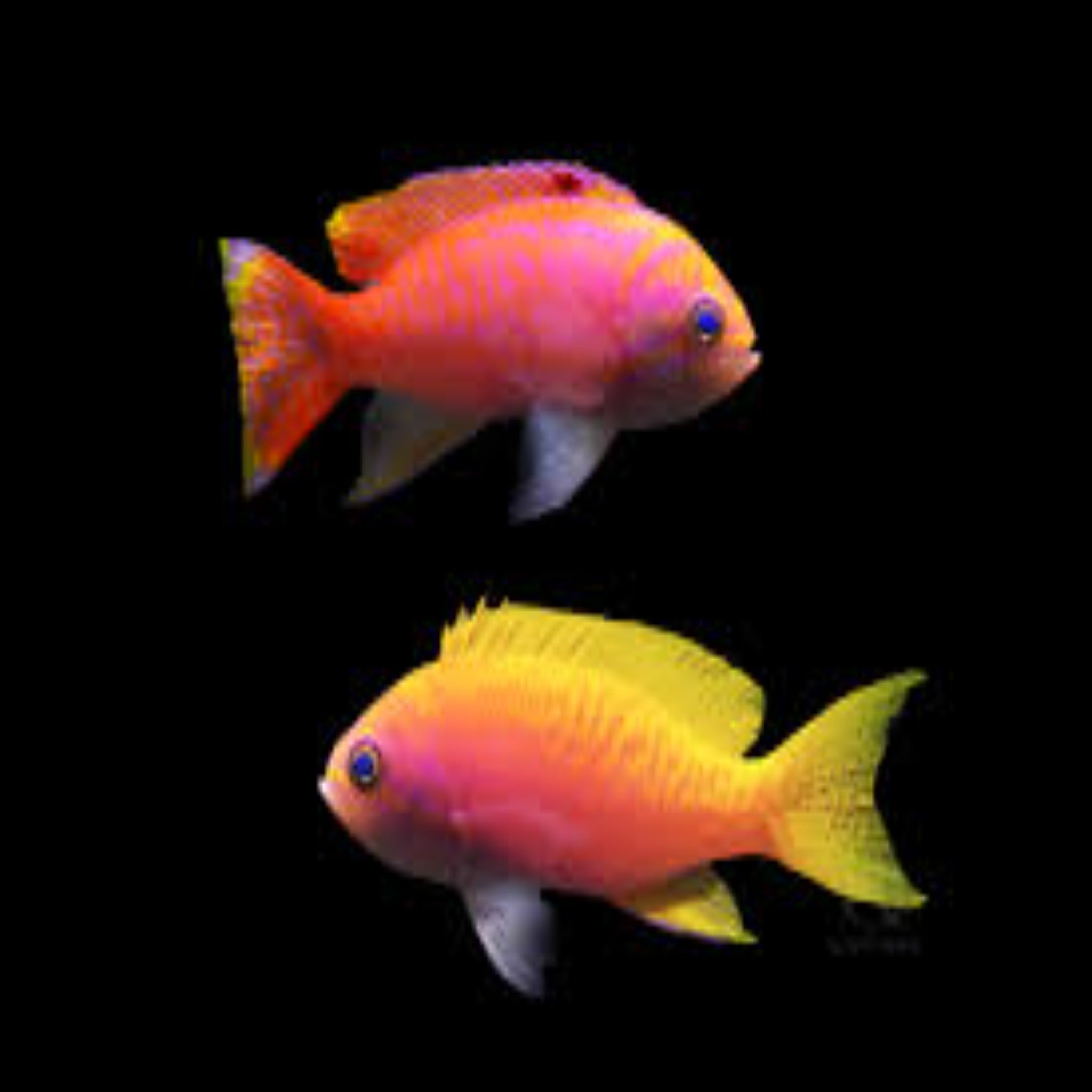 Scribbled Anthias - Aqua Group