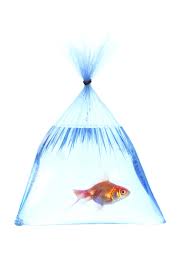 Aquarium Fish Transporting Clear Bag  - 7" x 14"