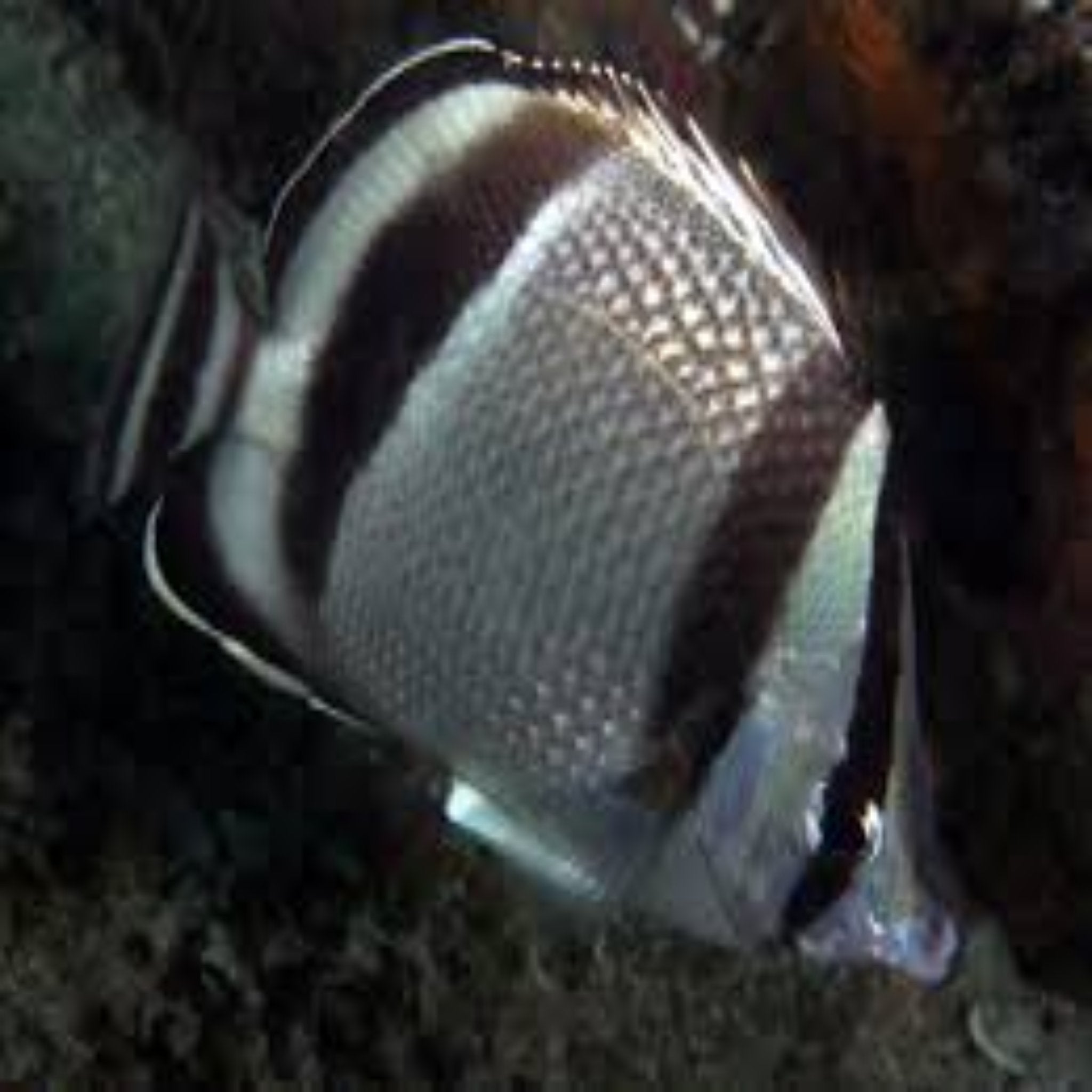 Bandit Butterflyfish - Aqua Group