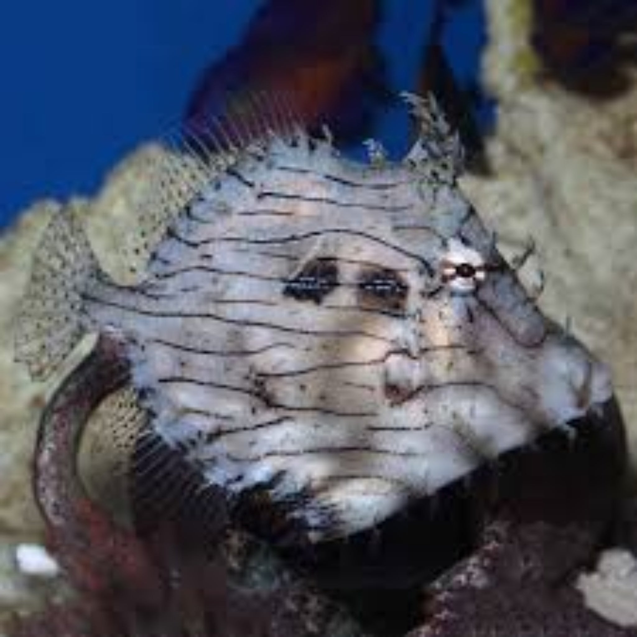 Tassle Filefish - Aqua Group