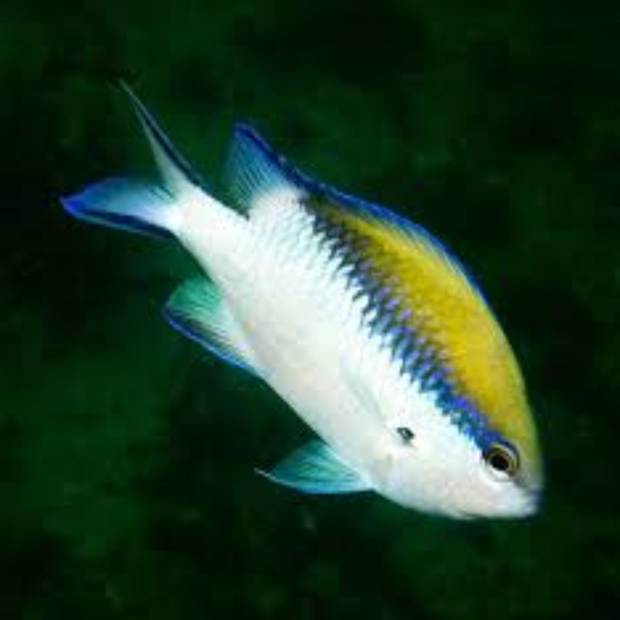 Barrier Reef Chromis