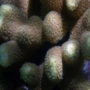 Blue Porites Colony