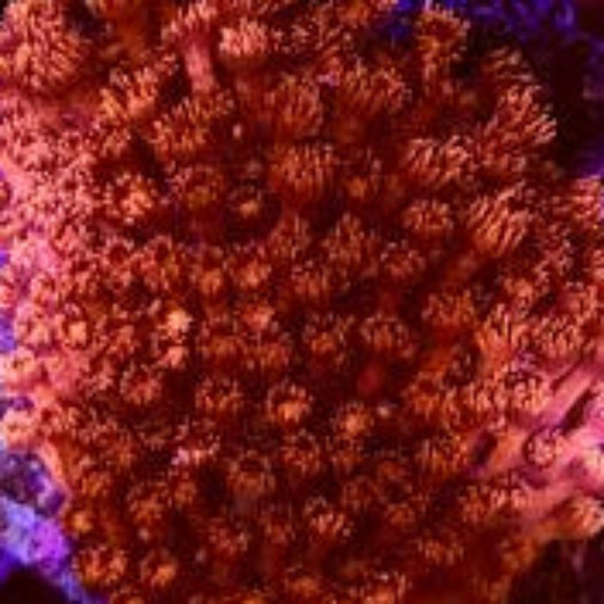 Blood Red Goniopora Small Colony