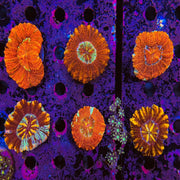 AAA Grade Button Scolymia (Assorted)