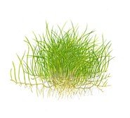 Tropica 1-2 Grow Eleocharis sp Mini Live Aquarium Plants