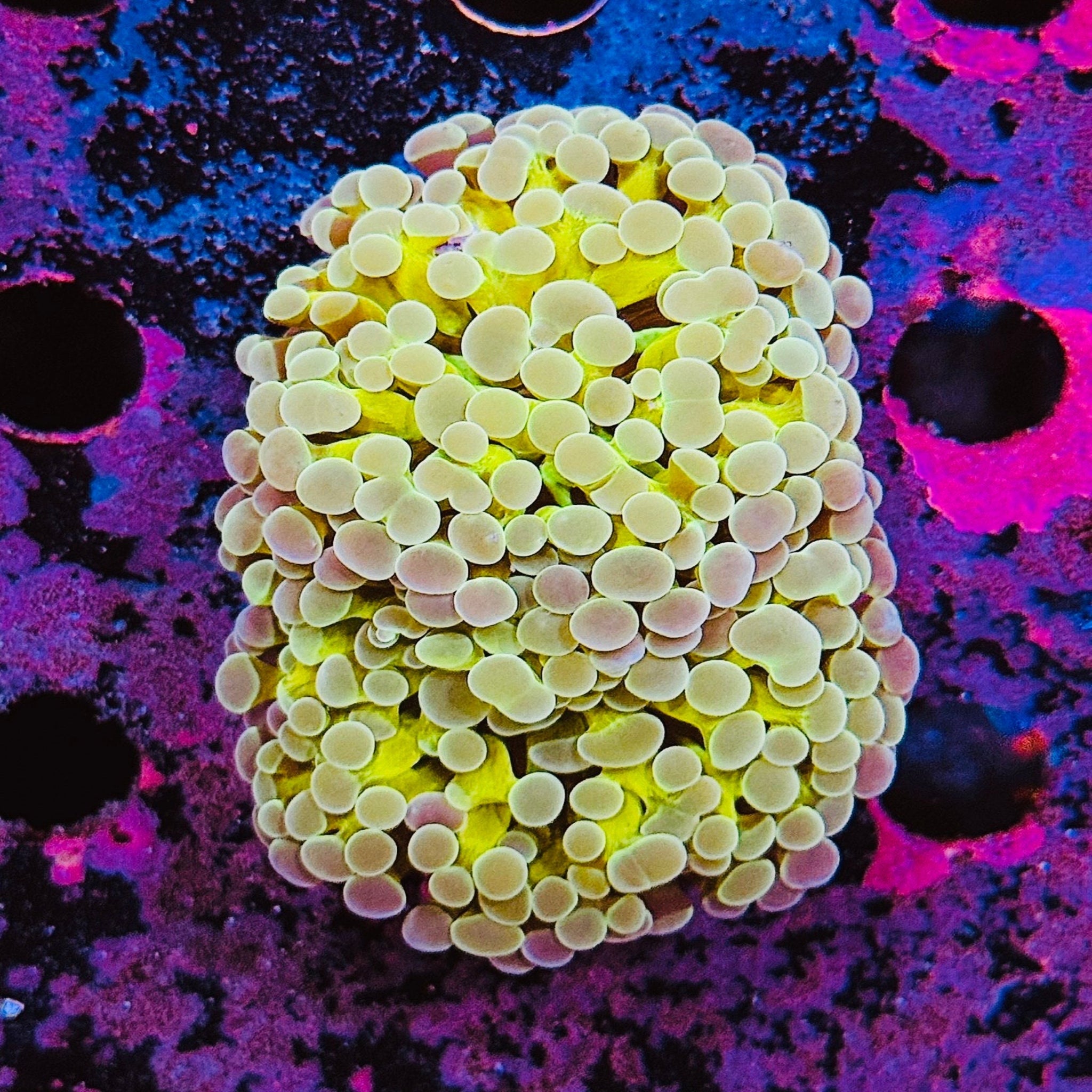 True Yellow Hammer (1 polyp)