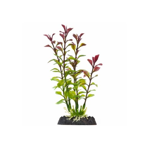 Finding Nemo Blooming Ludwigia Red Aquarium Plant Small