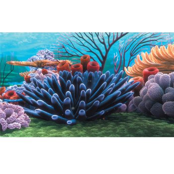 Finding Nemo Coral Reef Aquarium Background 60 x 40cm