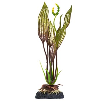 Finding Nemo Flowering Lace Aquarium Plant Small