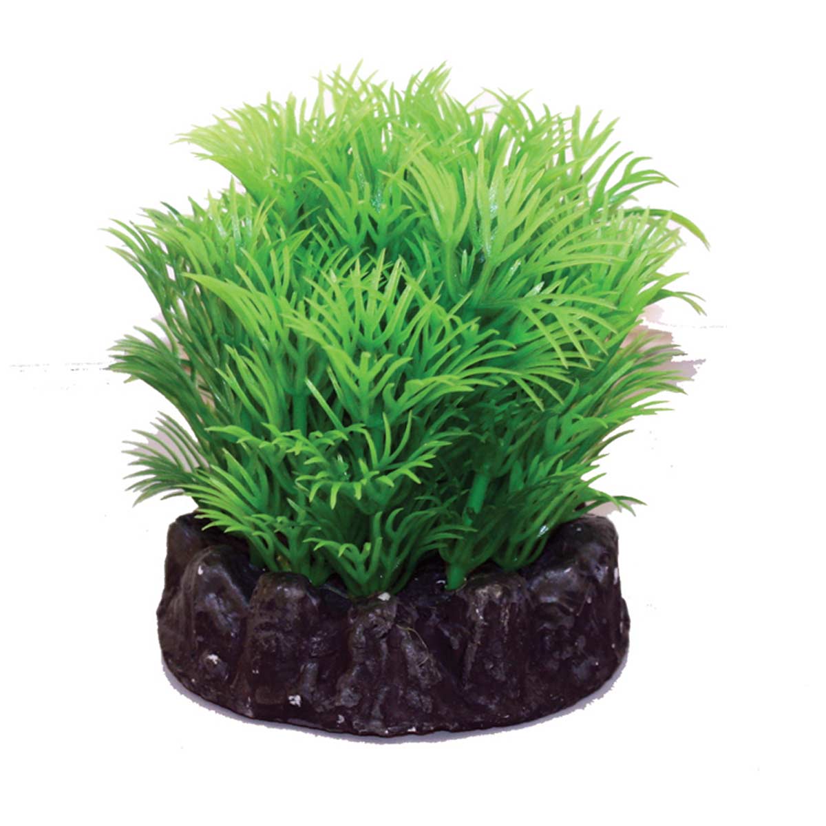 Hugo Kamishi Hornwort 8cm Aquarium Ornamental Plants