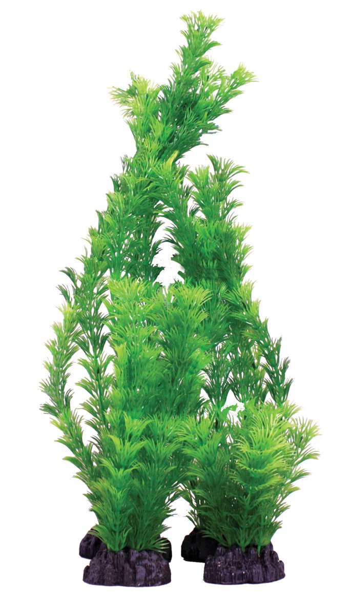 Hugo Kamishi Hornwort Green 12" - Ornamental Aquarium Plant