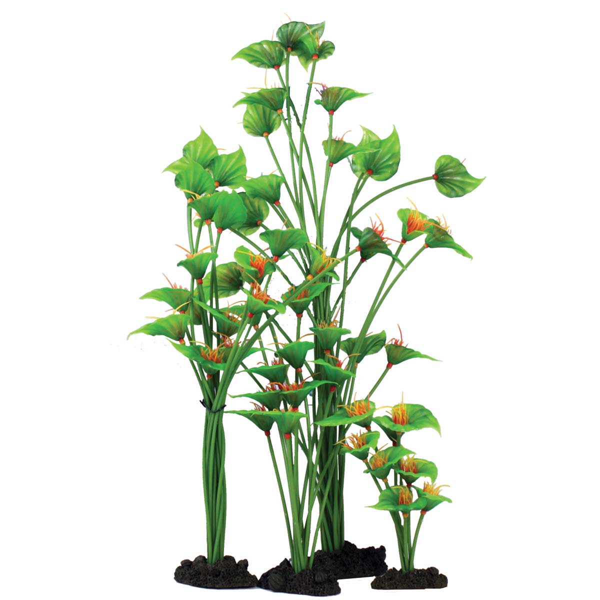 Hugo Kamishi Horn Plant 30cm Ornamental Aquarium Plant