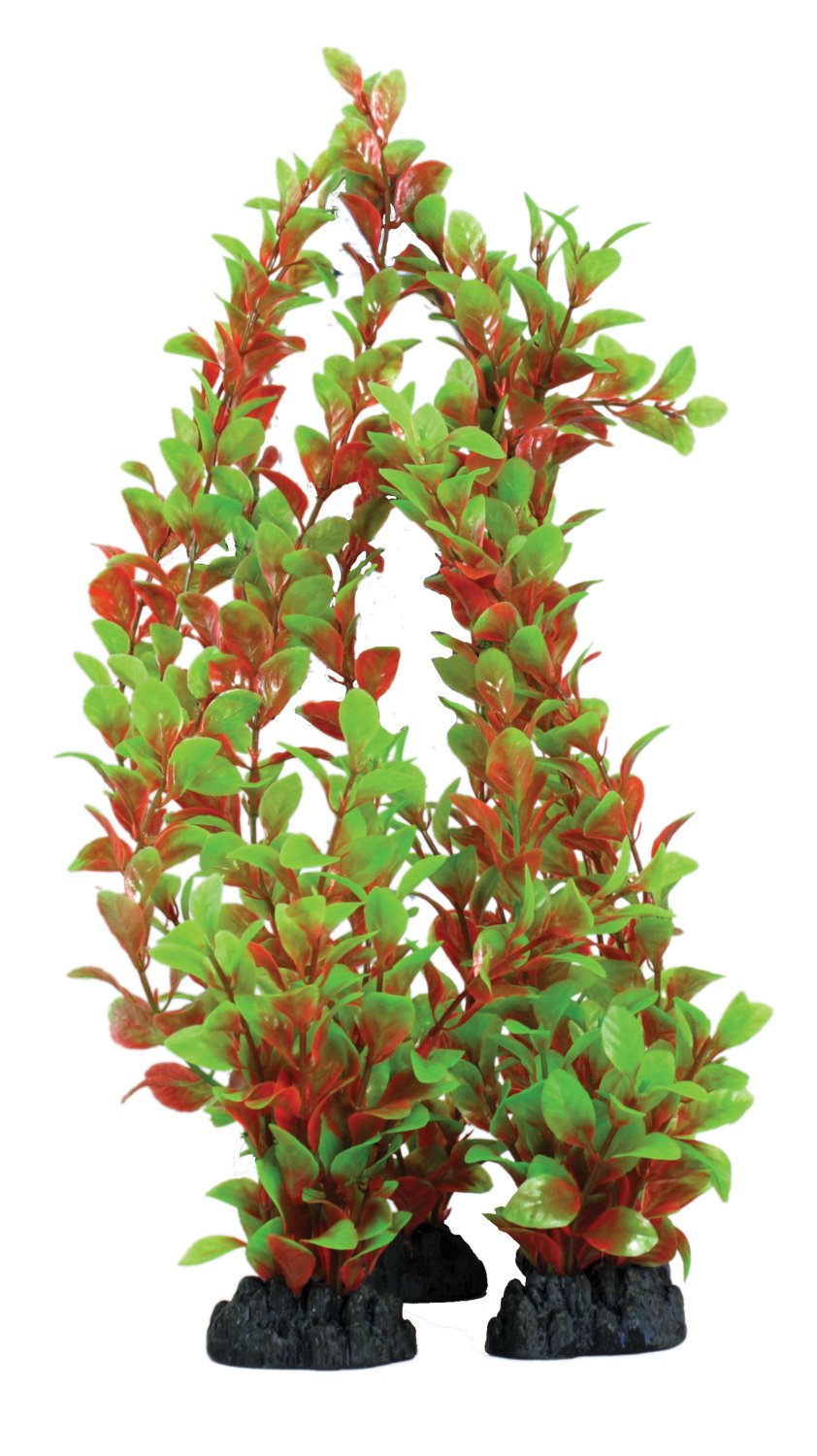 Hugo Kamishi Ludwigia Green & Red 20cm - Aquarium Plant