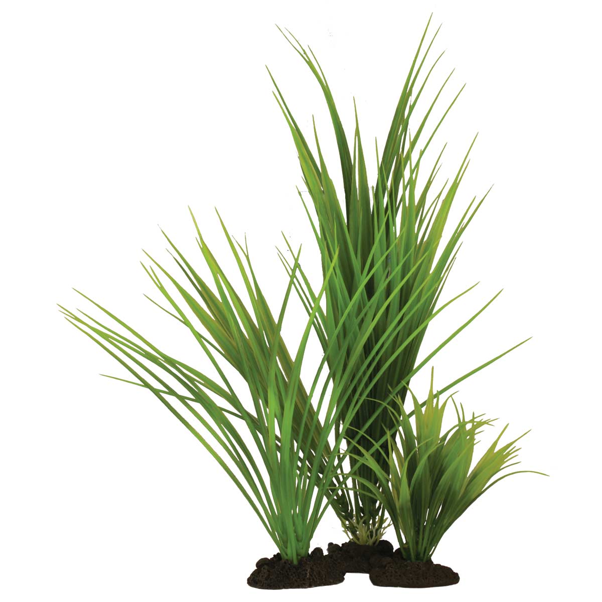 Hugo Kamishi Variegated Rush Grass 30cm - Aquarium Plant