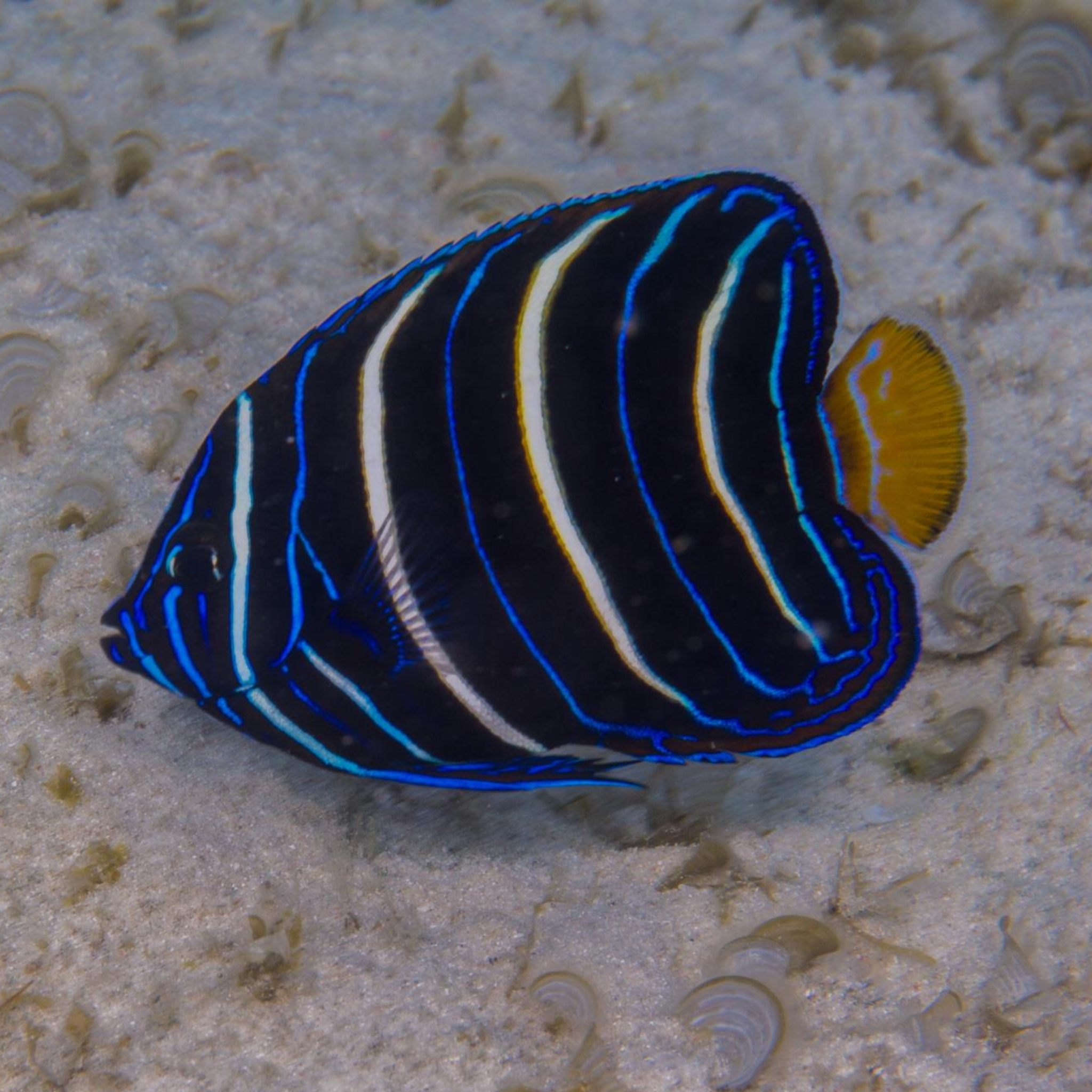 African Angel - Juvenile - Aqua Group