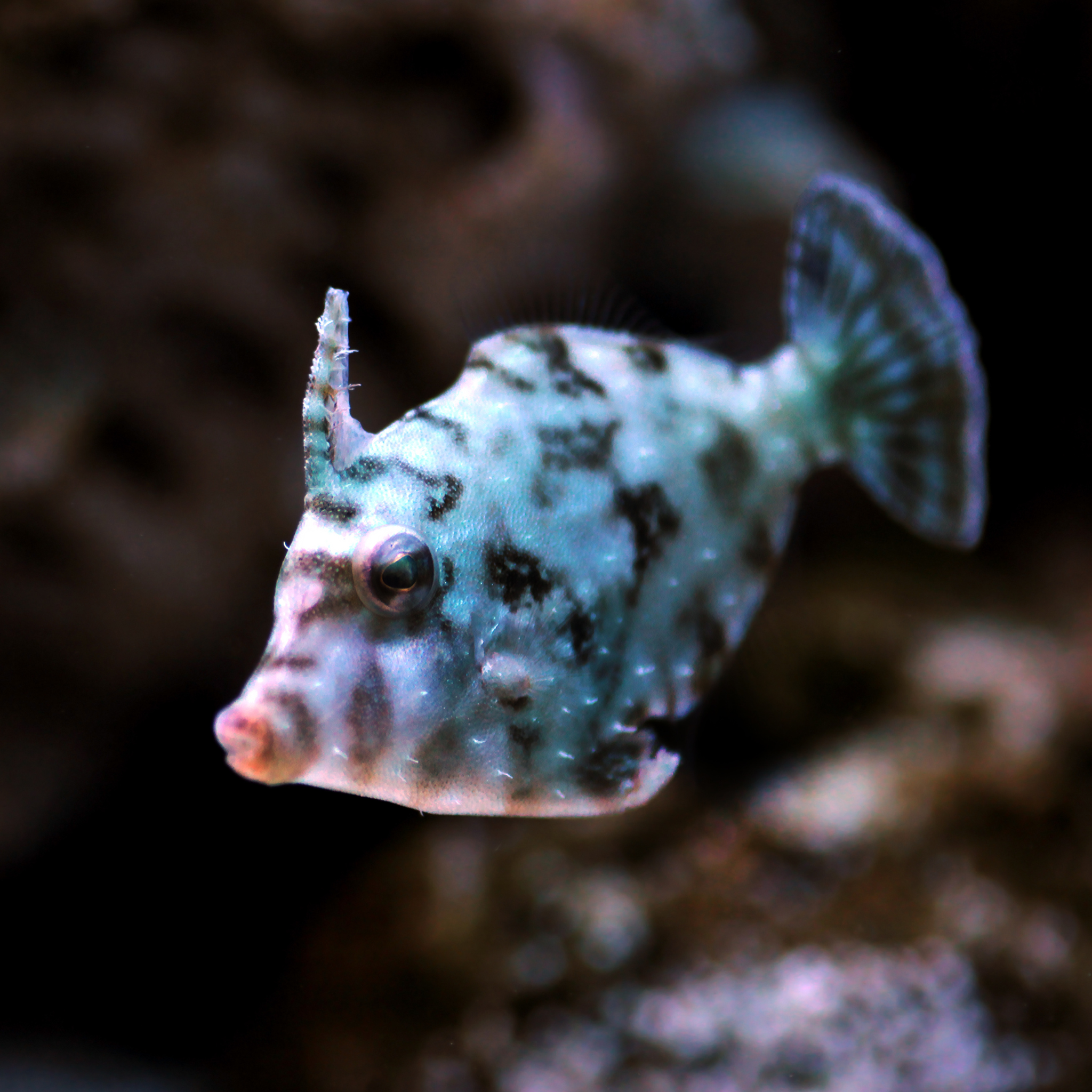 Aiptasia Eating Filefish - Aqua Group