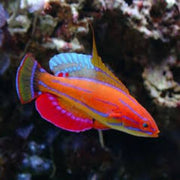 Blue Stripe Dwarf Parrot - Aqua Group