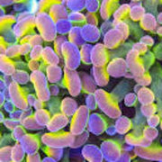 Holy Moly Branching Hammer