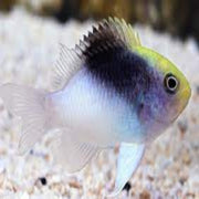 Tricolour Damsel - Rollandi - Aqua Group