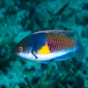 Purple Yellow Spot Dwarf Parrot Wrasse
