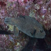Meleagris Puffer- Guineafowl