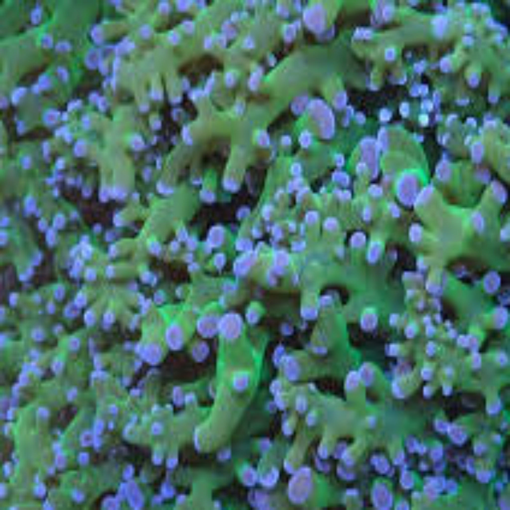 Green Blue Tip Frogspawn (1polyp)