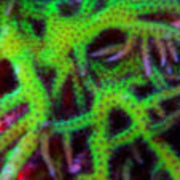 Seriatopora Hystrix Green Frag