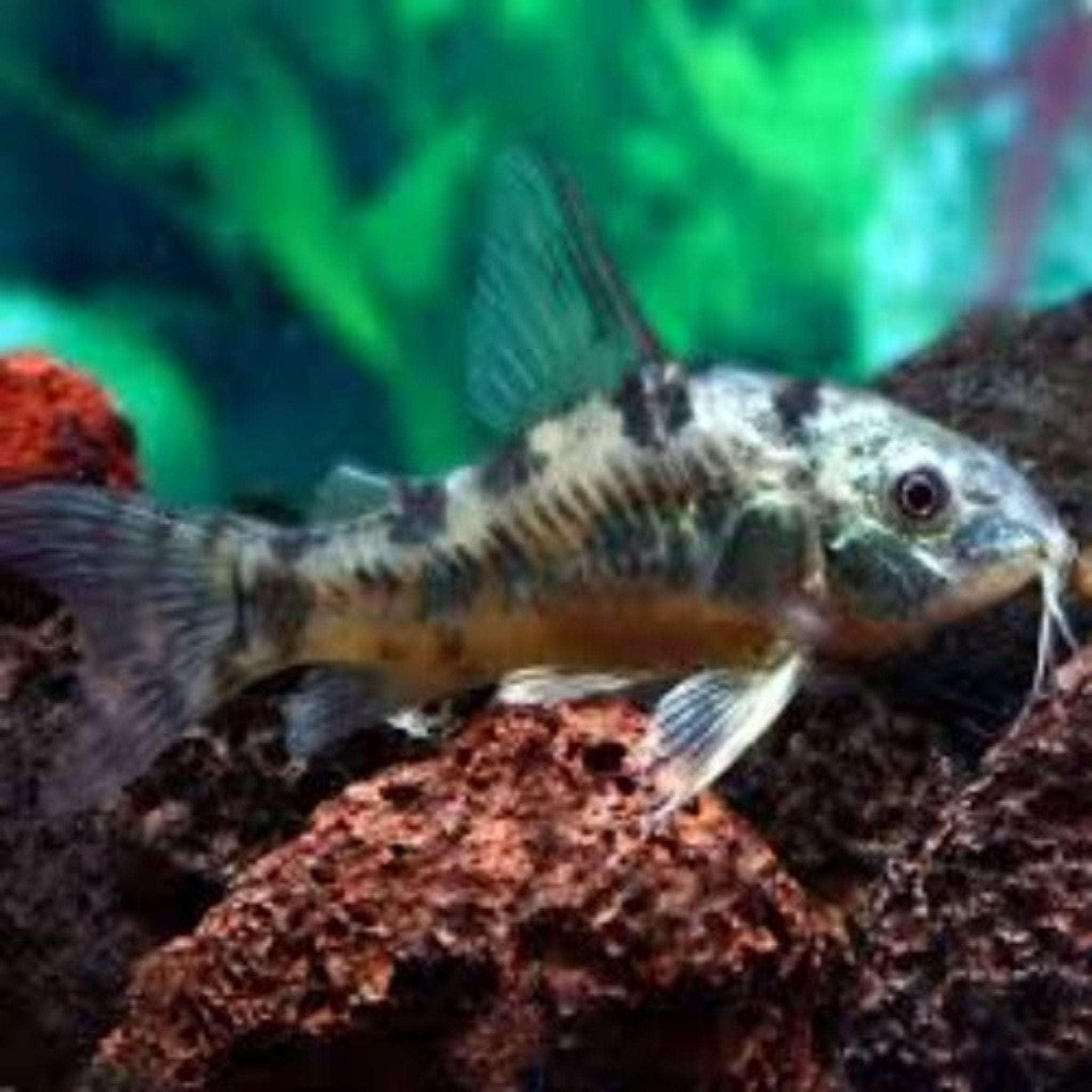 Peppered Corydoras - S