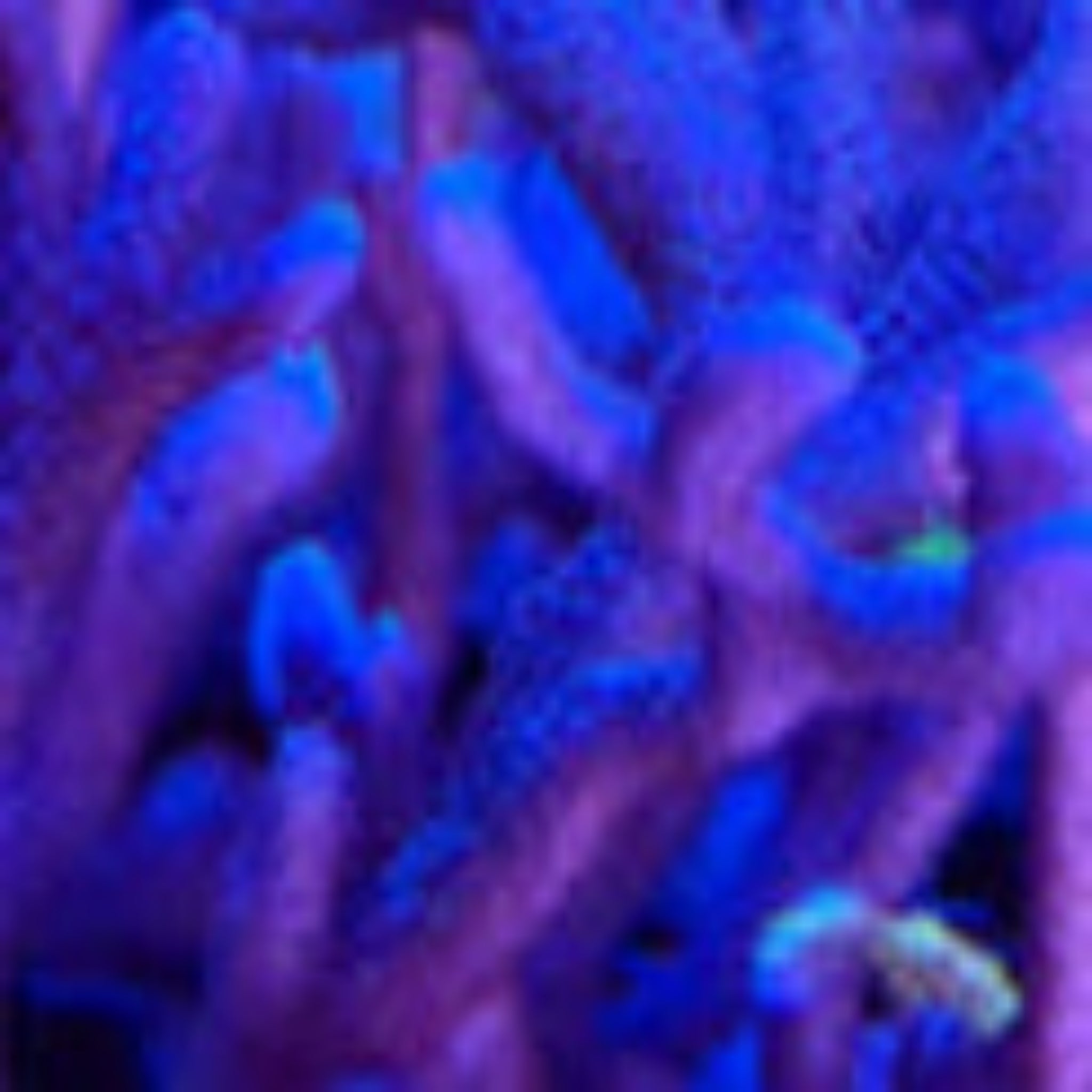 Blue Montipora Digitata Frag