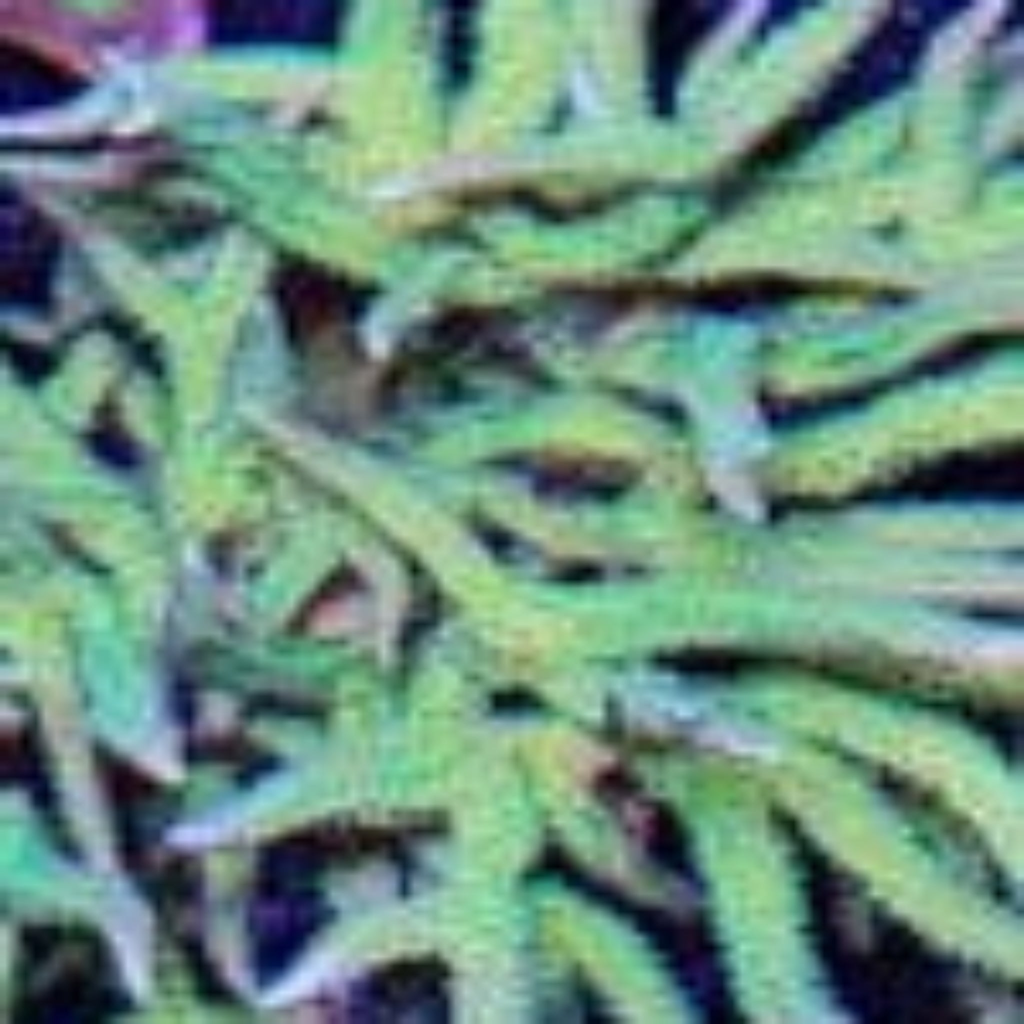 Seriatopora Hystrix Limeberry Frag