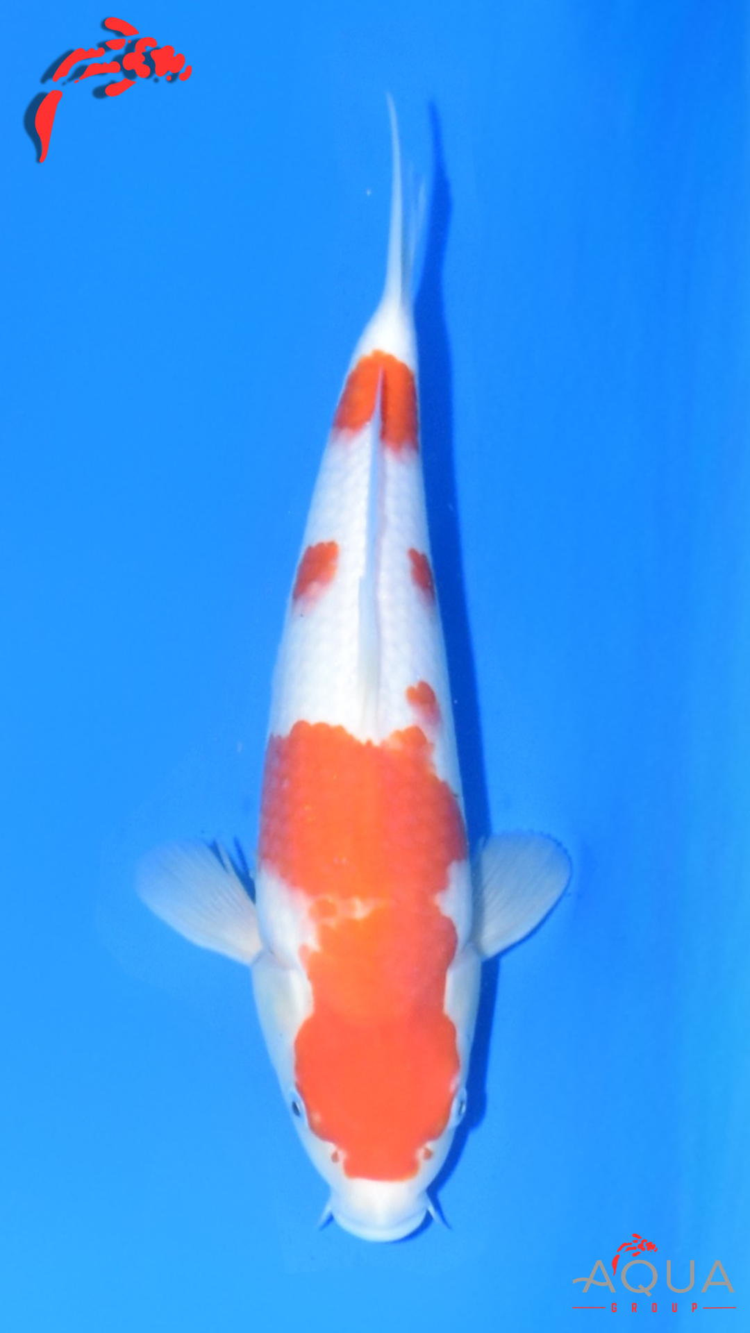 Kohaku - Beppu - Jumbo Tosai - #01