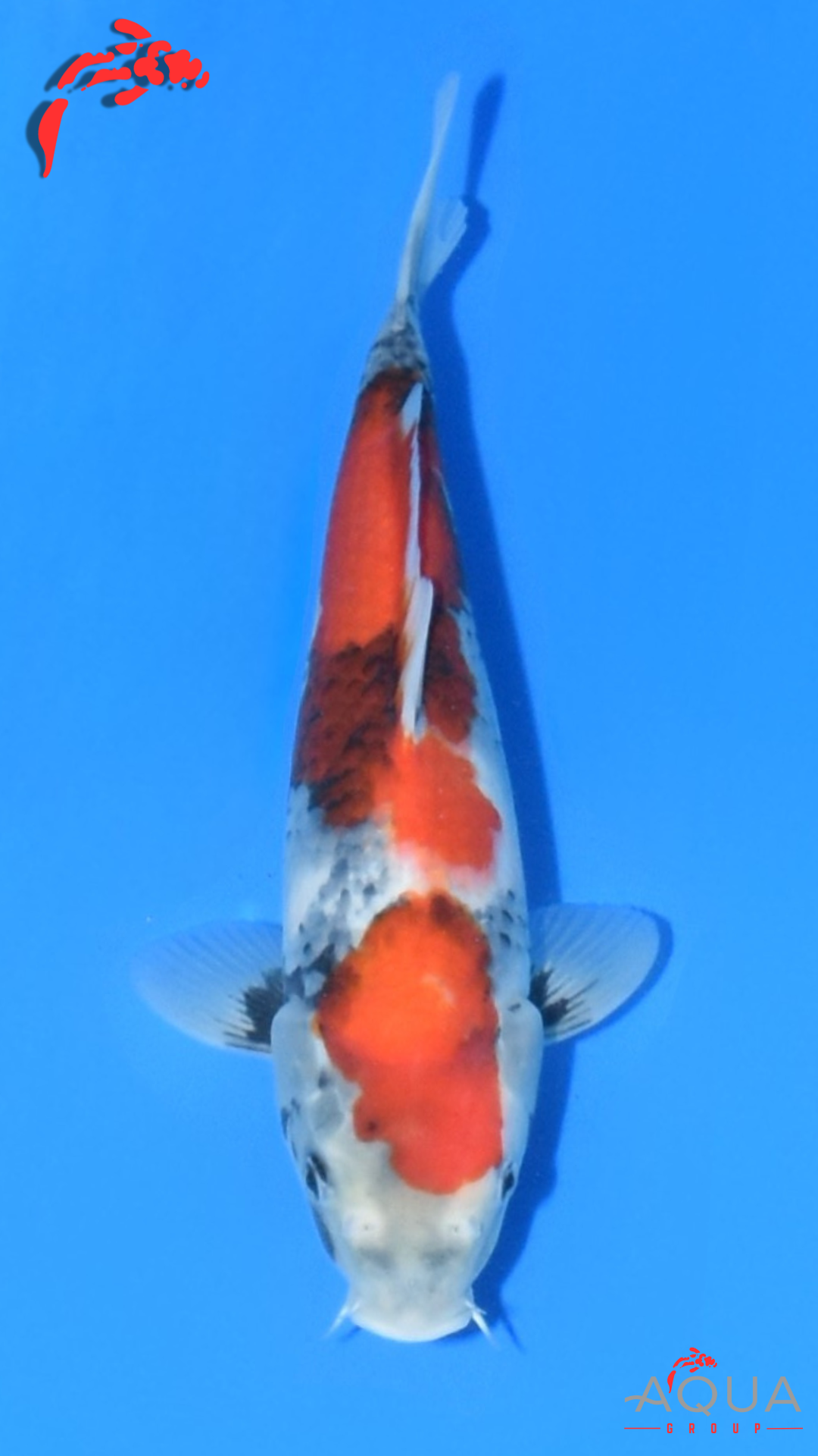 Showa - Beppu - Jumbo Tosai #03