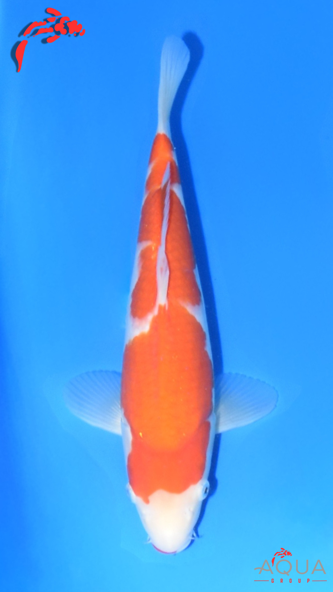 Kohaku - Beppu - Jumbo Tosai - #02